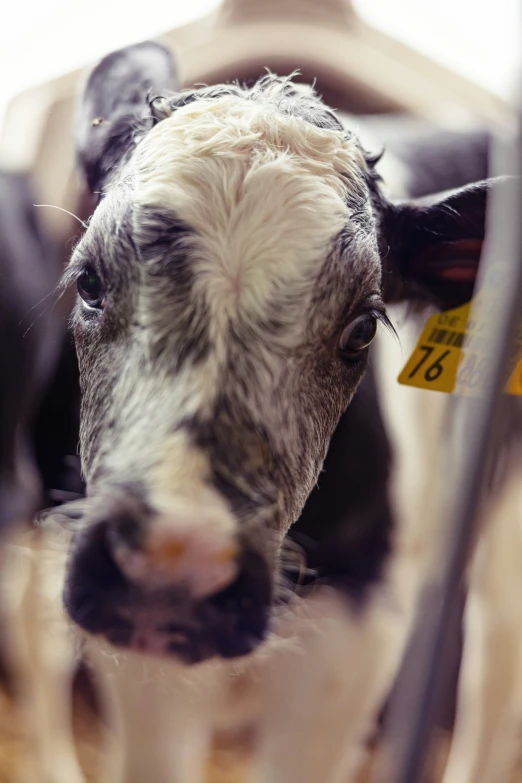 the calf is looking on while tied to a wire