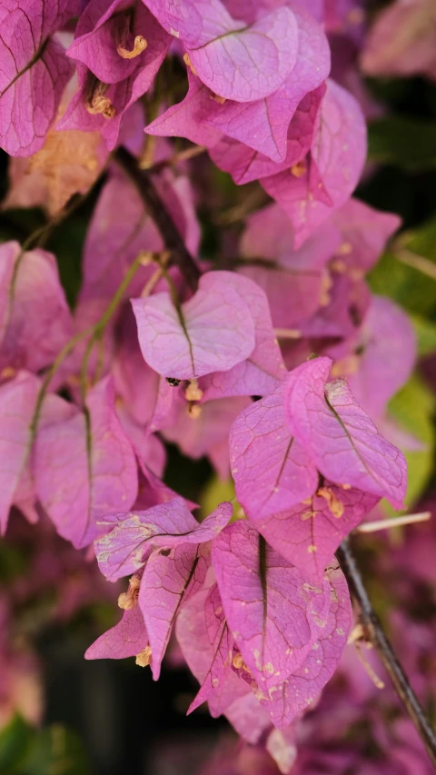 a purple flower with leaves around it in front of trees