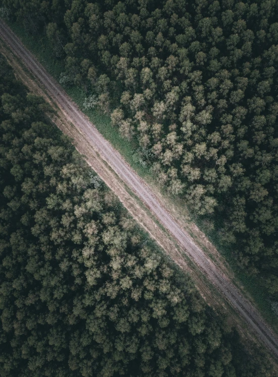 a car drives through the forest towards the camera