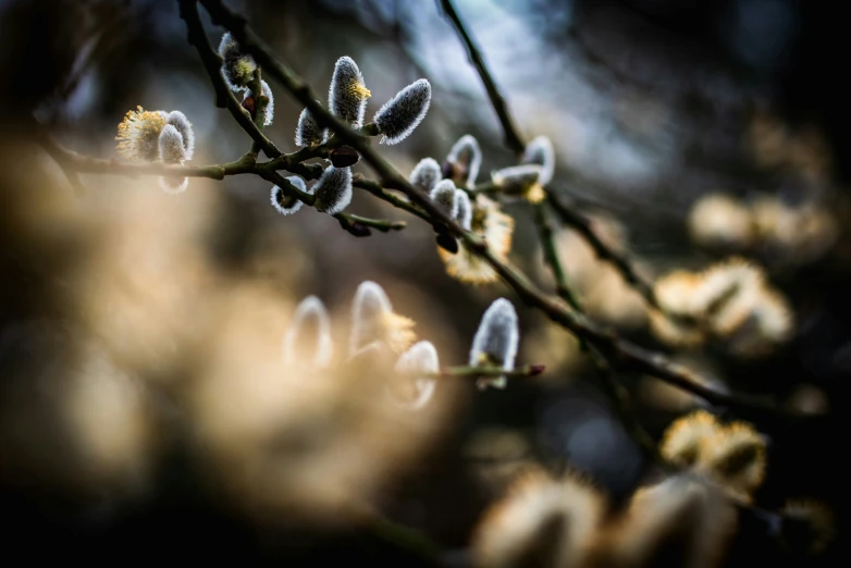 the buds are covered with tiny white flowers