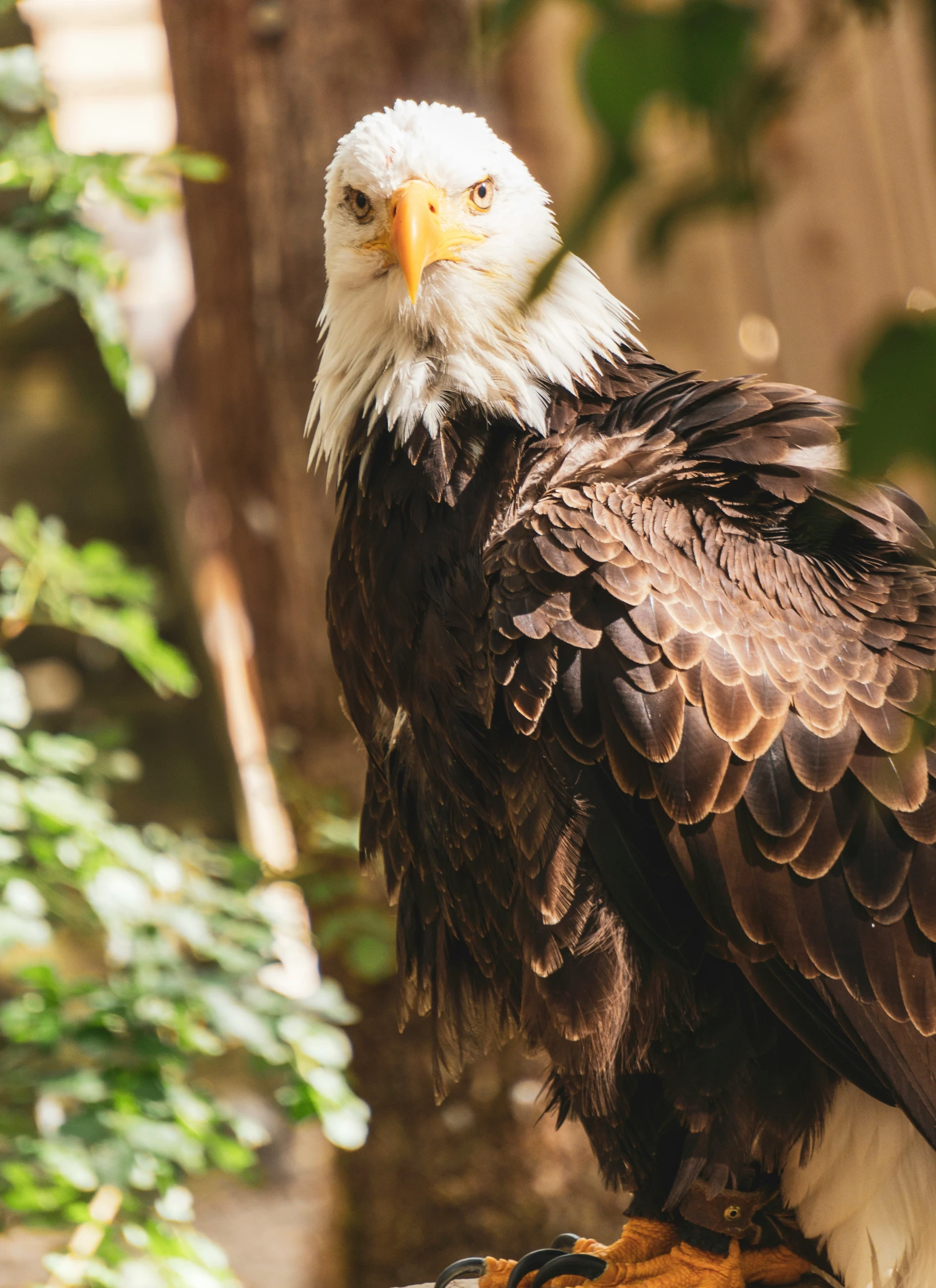 a eagle perched on a tree stump looking into the distance