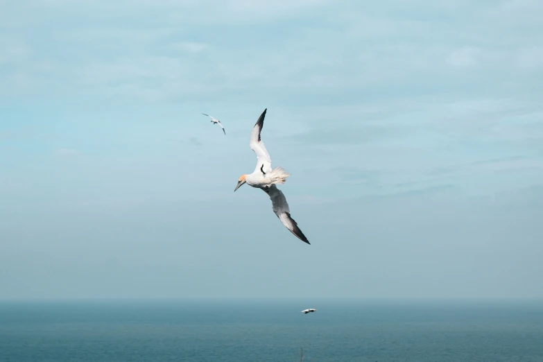 a bird flies near the ocean, with an oceangull in the background