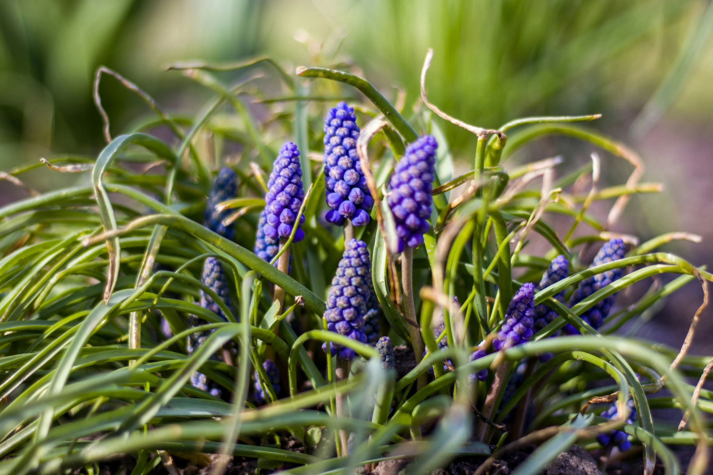 the purple flowers are blooming on the green plants