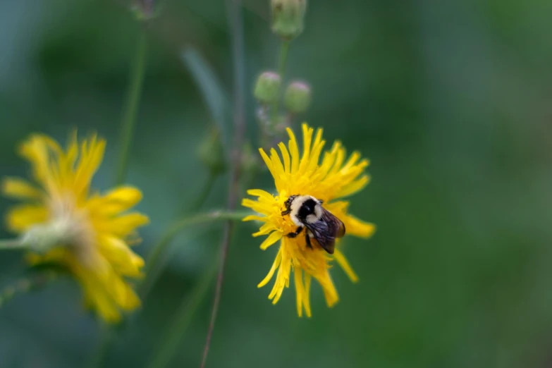 there is a bee sitting on a flower