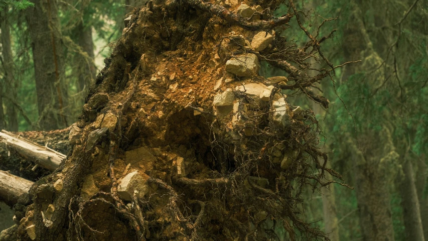 a large old tree has been split down