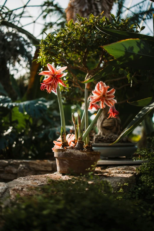 pink flowers growing out of the center of a pot