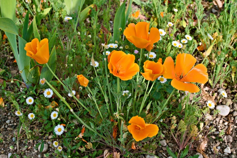 an open s of a bunch of flowers in the grass