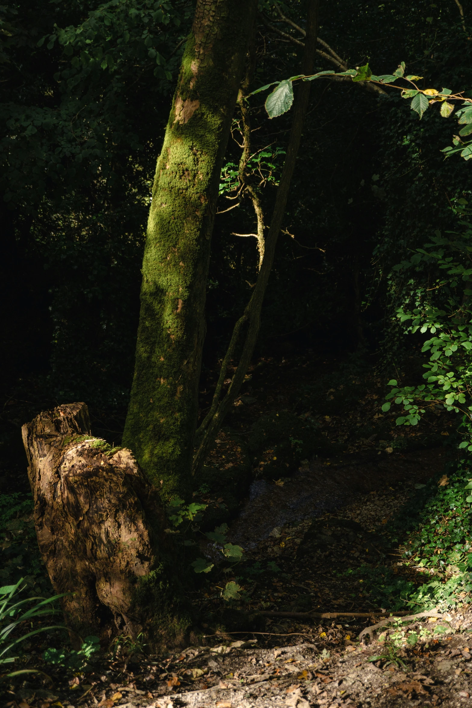 a large tree stump with grass around it in the woods