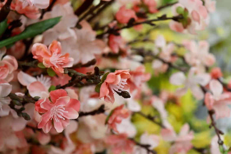 pink blossoms and brown leaves bloom on a nch