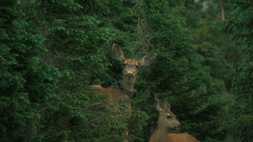 a pair of deer standing next to each other