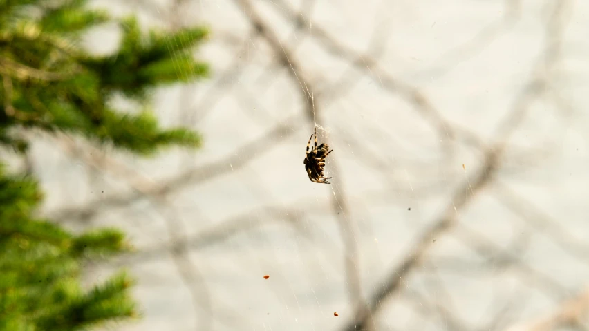 a spider sitting in the middle of a web