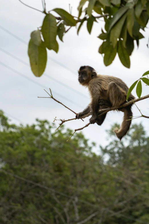 a monkey sitting in a tree, looking to the right