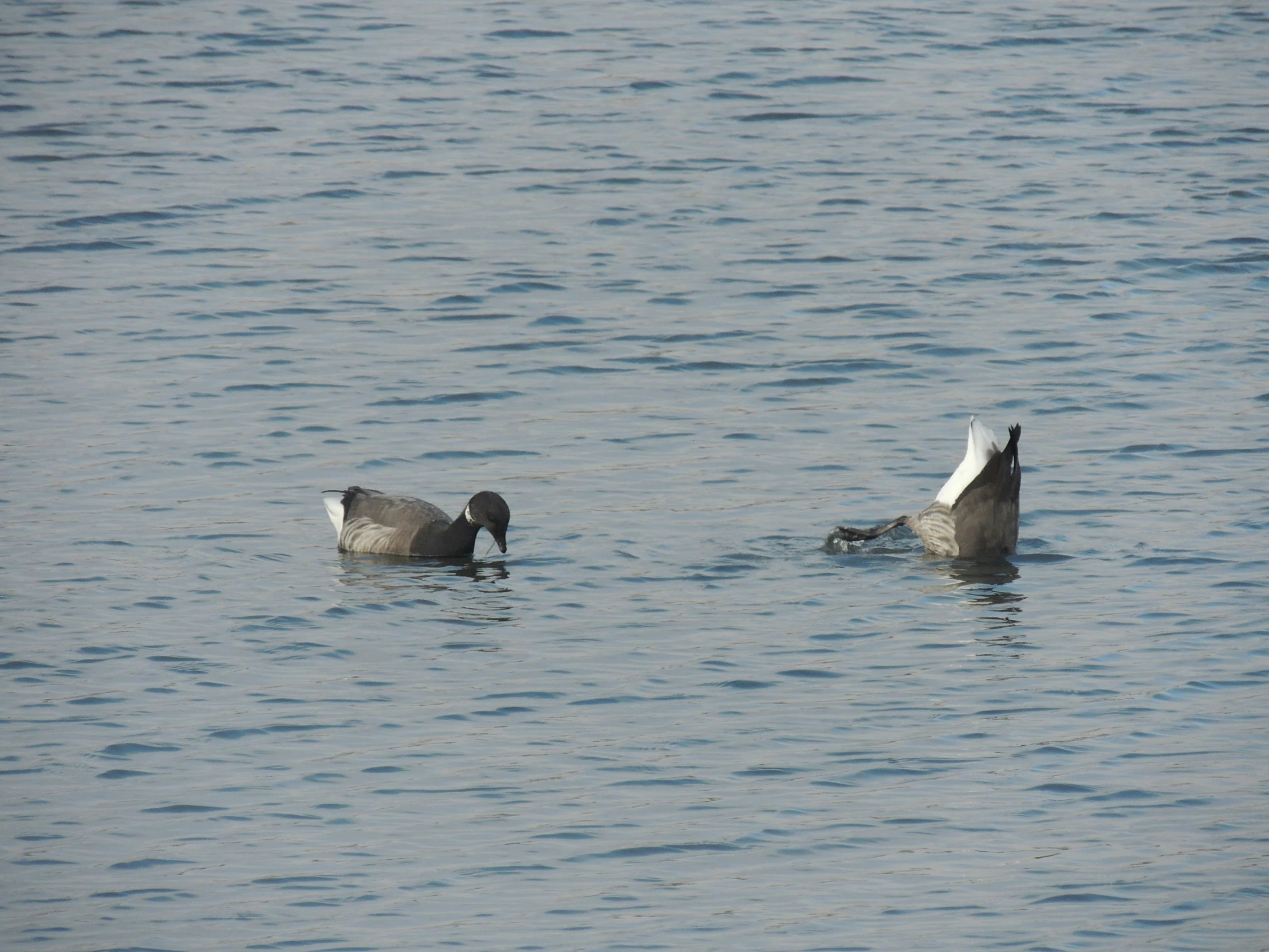 two birds swimming in a lake near each other