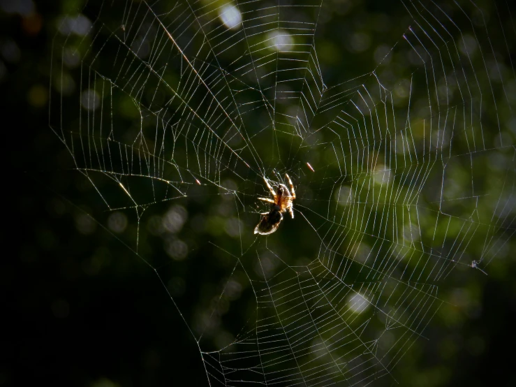 a spider sits on a web with it's face visible