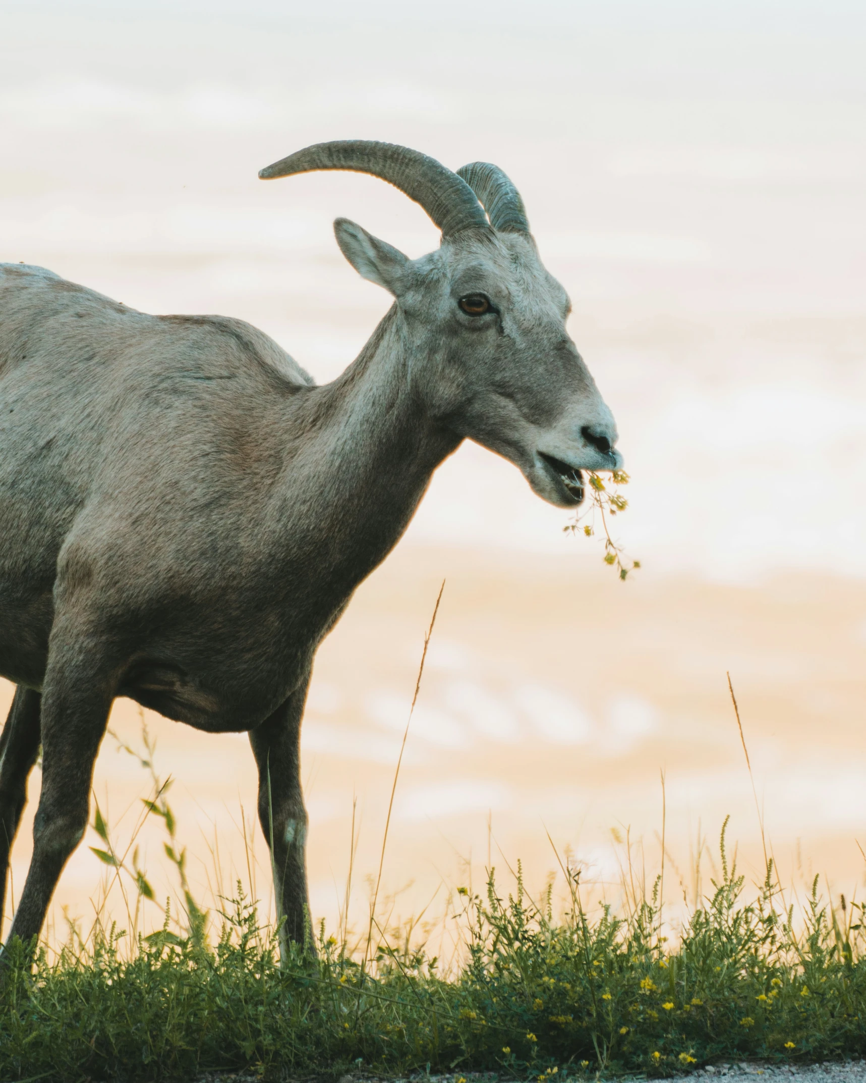 goat eating grass while staring at the camera