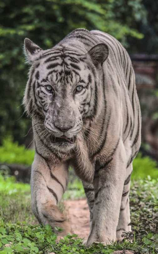 a white tiger walking in the grass with trees