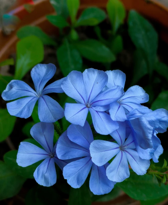 there are three blue flowers in the vase