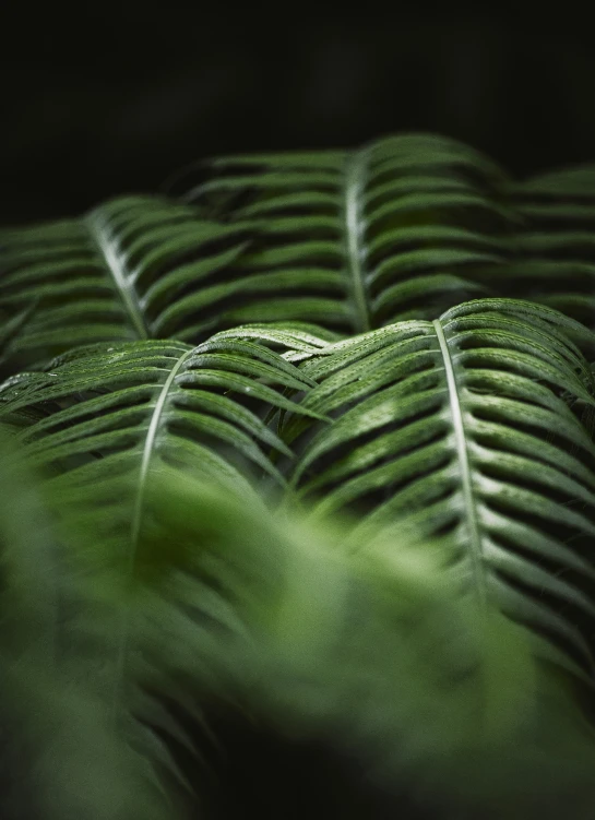 green, abstract pattern from a po created with only light from the light from a television screen