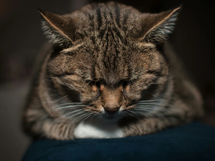 a gray tabby cat sitting on the side of a couch