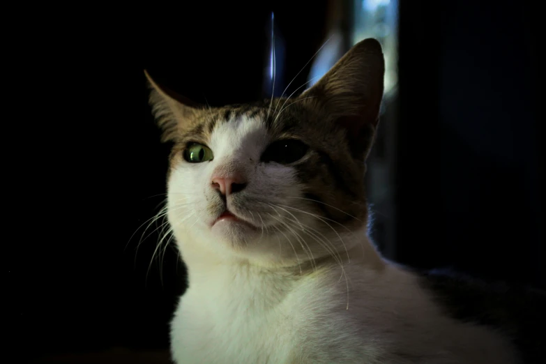 a white and brown cat with green eyes