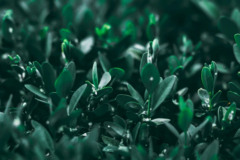 an array of plant with green leaves, all over the ground