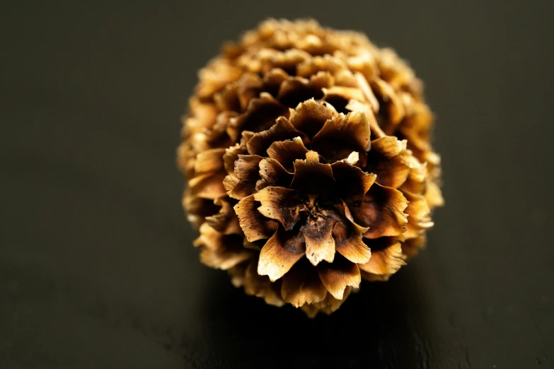 a single dried flower sits on a table