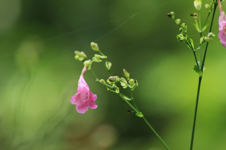 small pink flower blooming on the tip of a plant