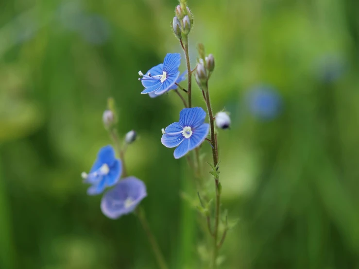 two blue flowers sitting in a forest