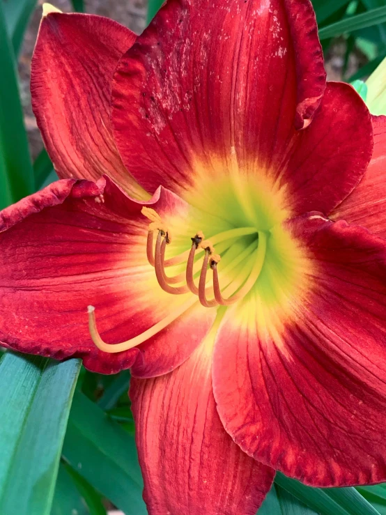 an orange flower with yellow center and red tips