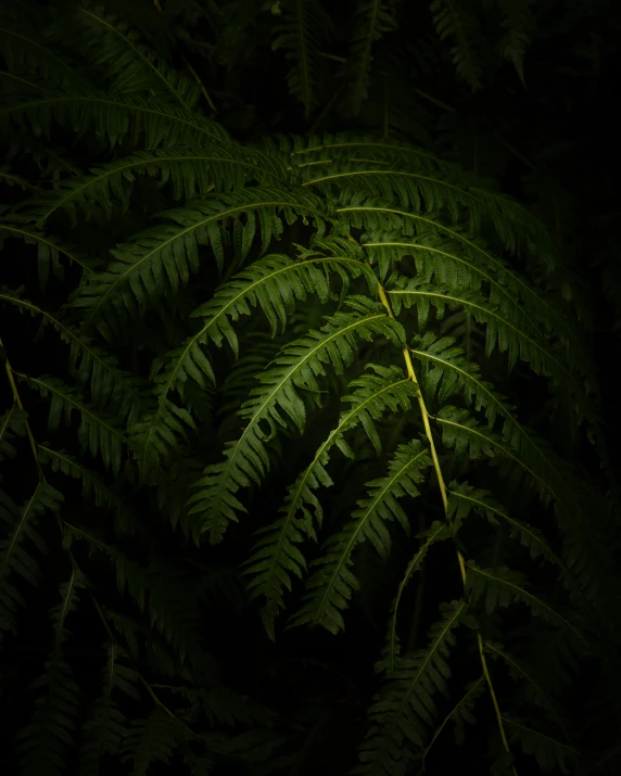 a fern leaf on a nch with lots of green