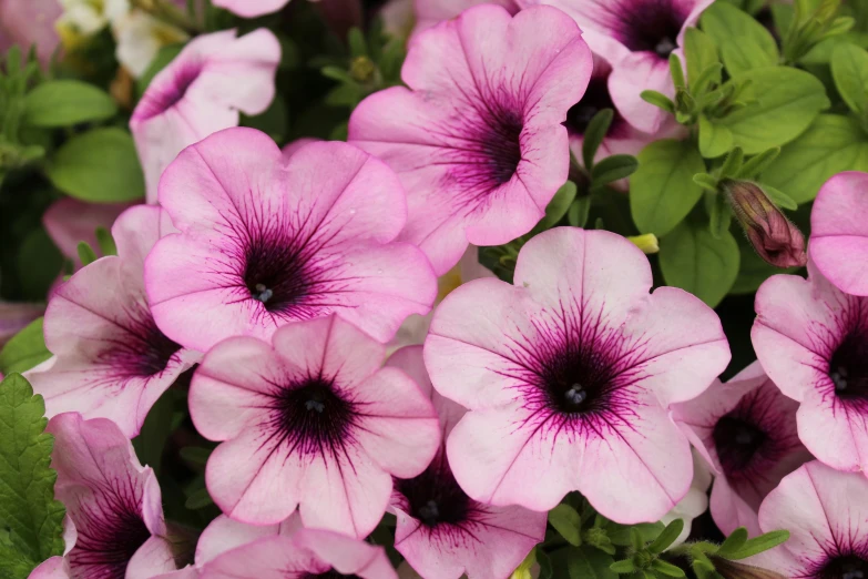 many pink flowers with some green leaves