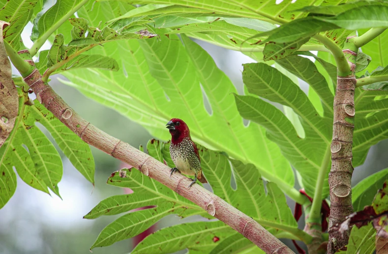 a bird sits on a nch surrounded by leaves