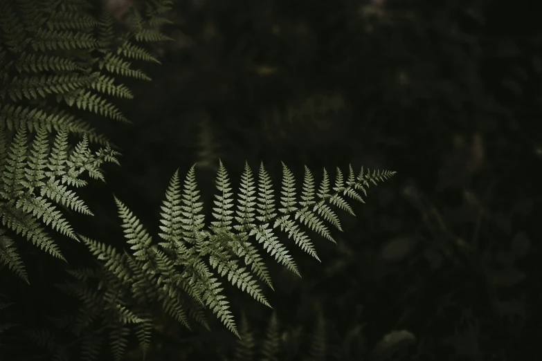 a fern in the dark is standing by itself