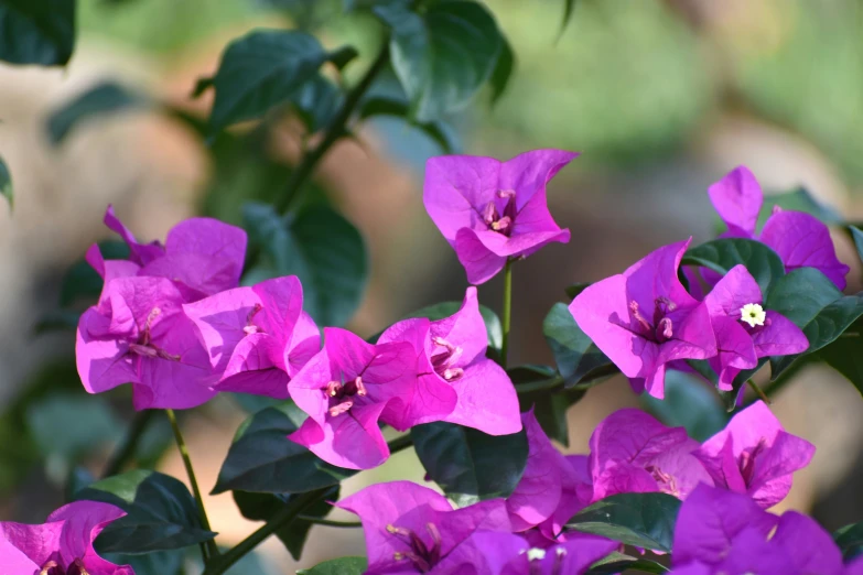 purple flowers growing on top of a tree nch