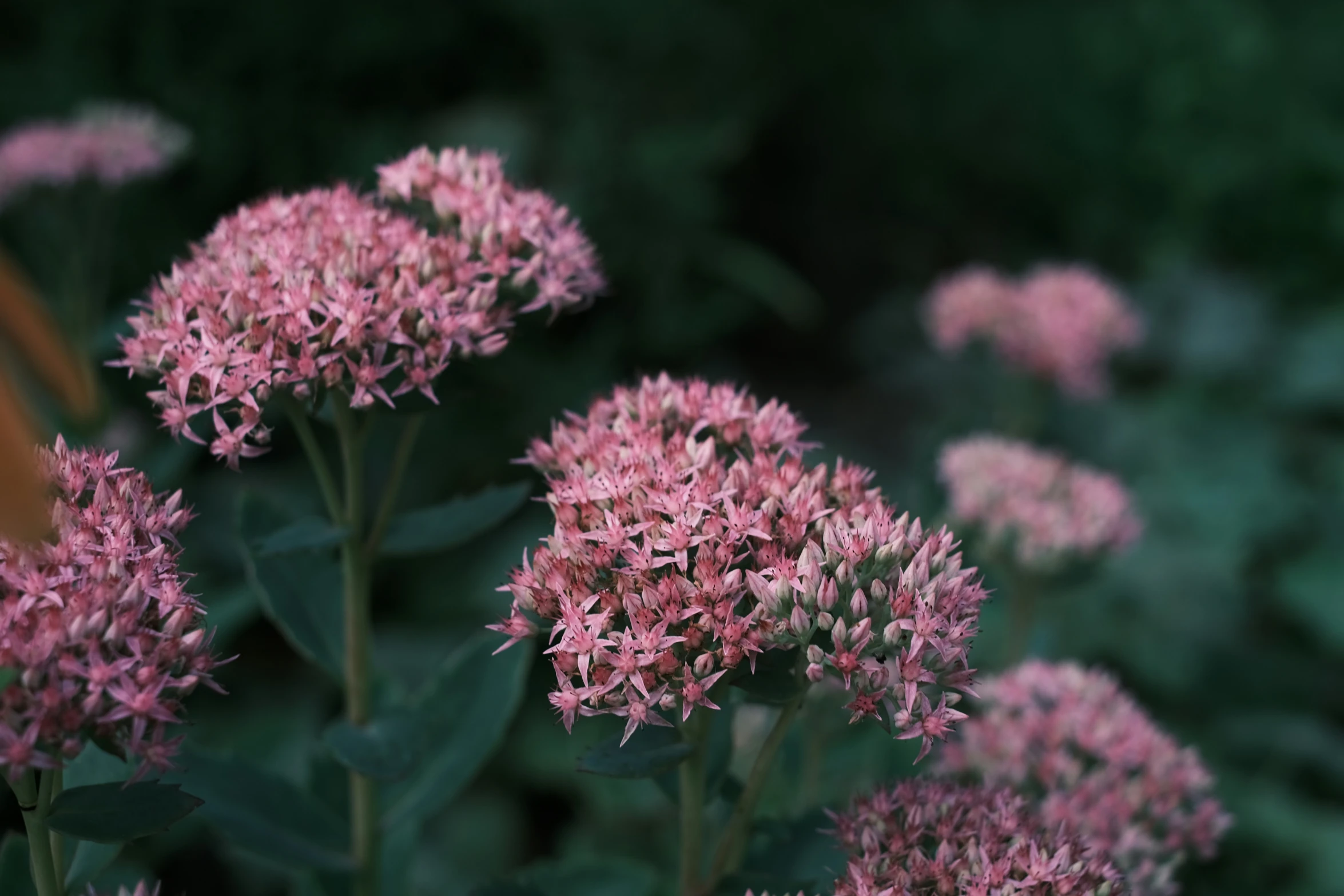 some flowers that are blooming on a plant