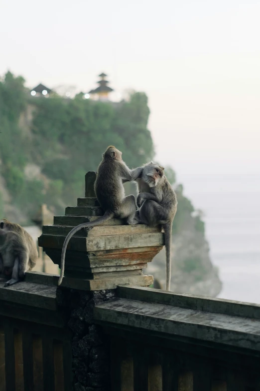 three monkeys are sitting on a wooden fence near the ocean
