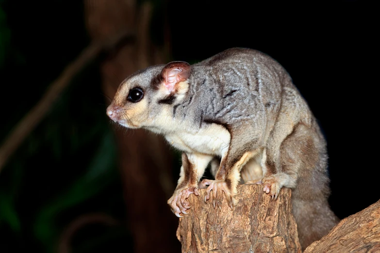 the small animal is perched on the log