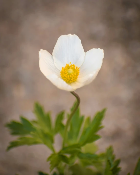 a close up image of a single white flower