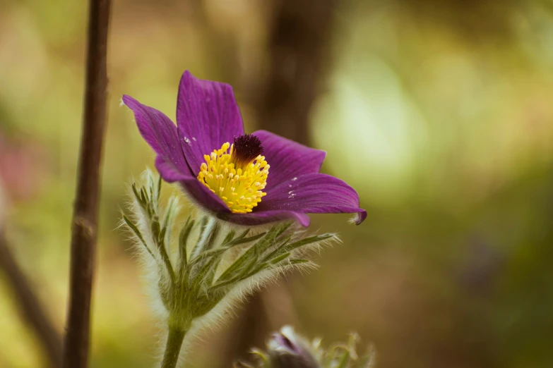 purple flower with yellow stamen and bee with blurry background