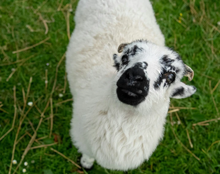 the black face and ear of a sheep is seen from above