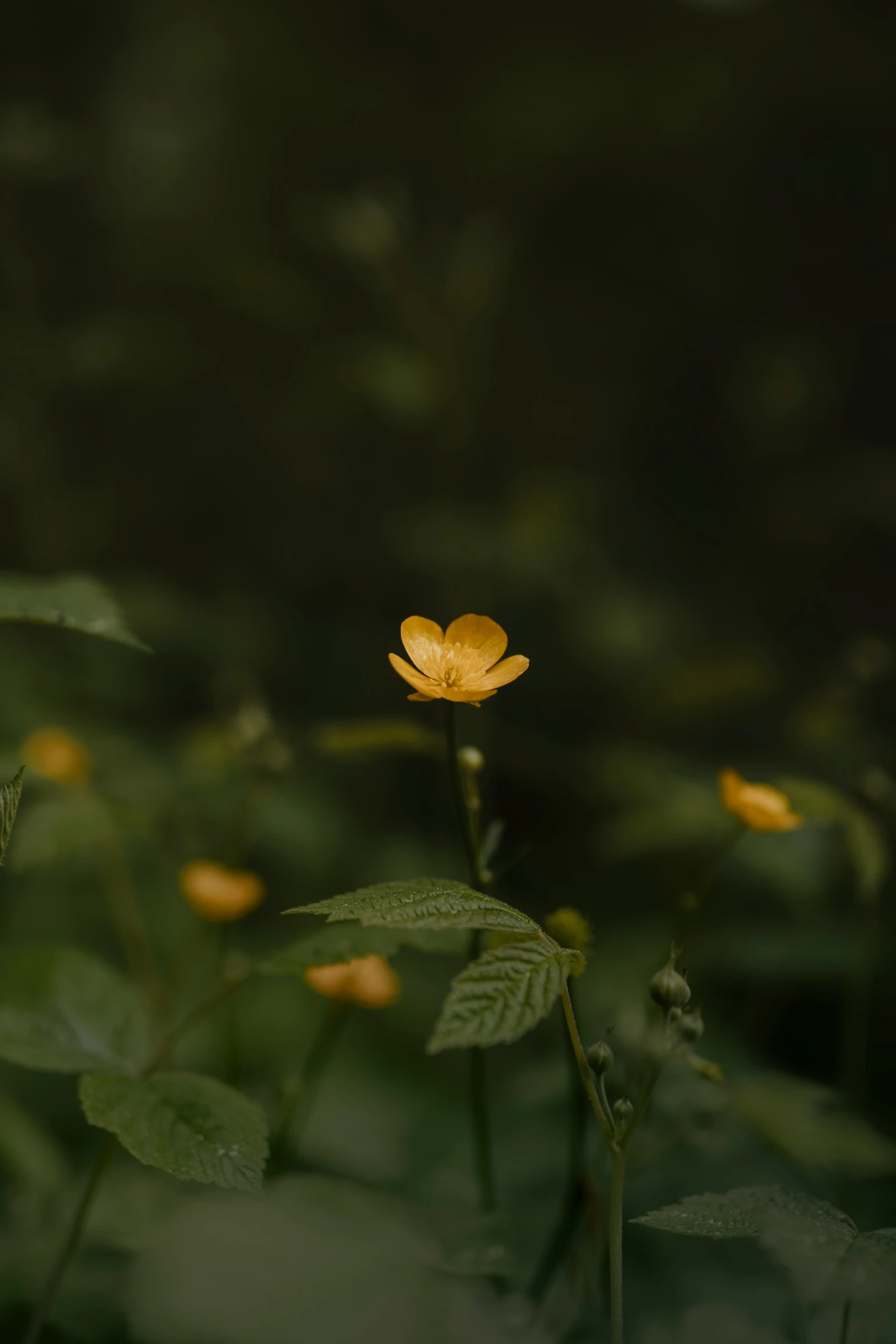 a yellow flower is blooming among green leaves