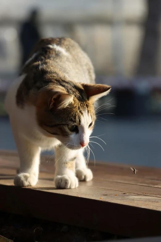 a cat walks on a wooden deck