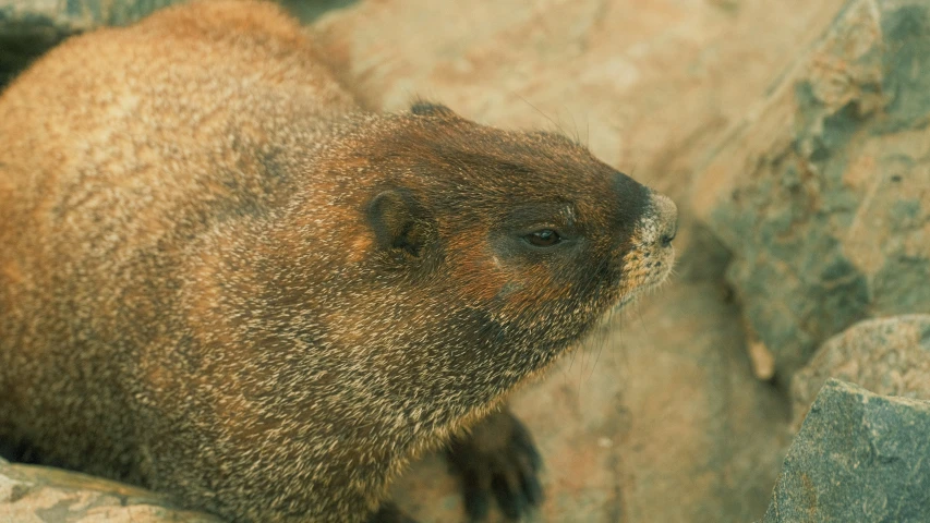 a bear that is laying down by some rocks