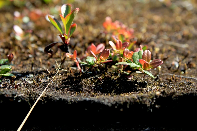 a couple of plants that are sitting in the dirt