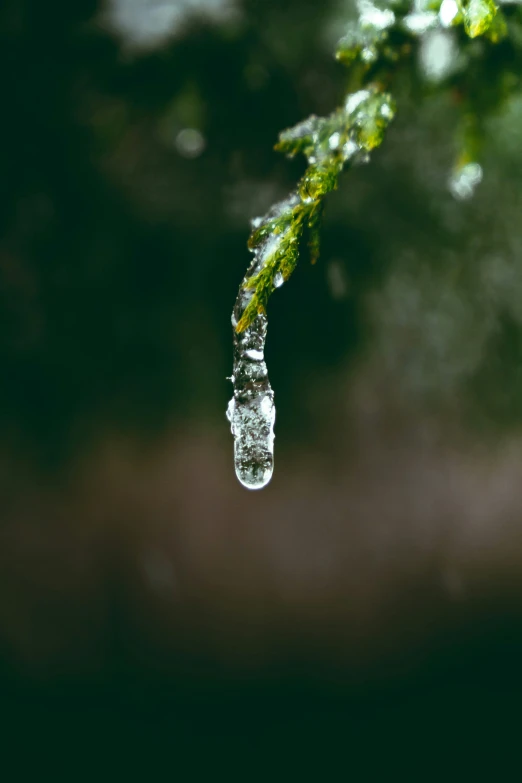 a drop of water hanging on a nch