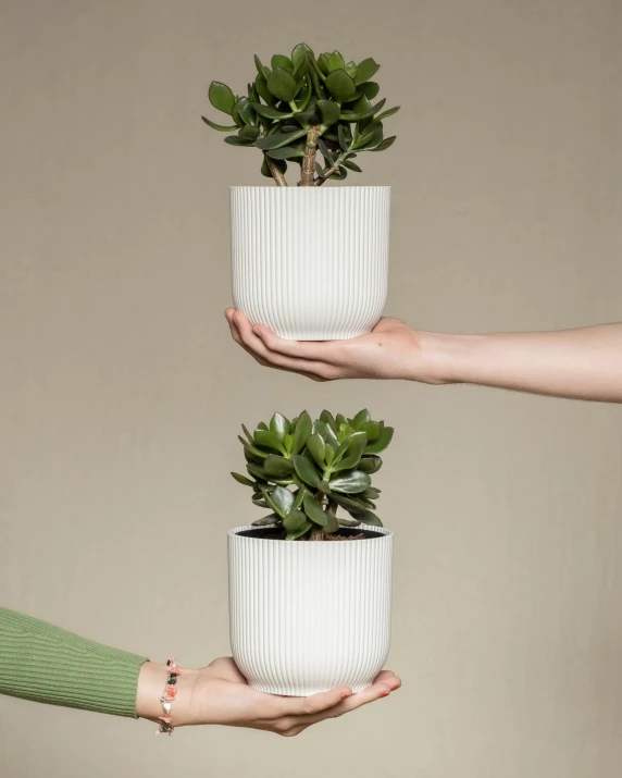 people holding three pots of succulent plants