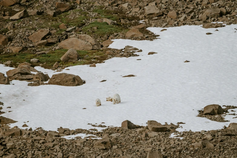 two white animals standing on the side of snow covered mountains