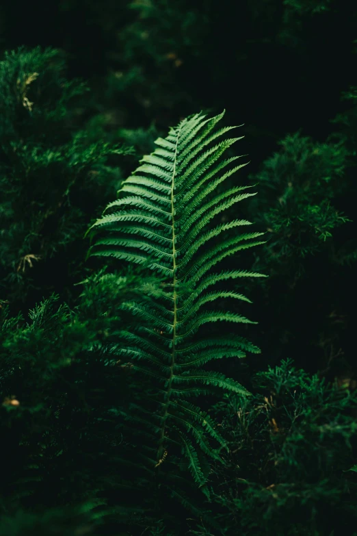 a plant that is out in the middle of some forest