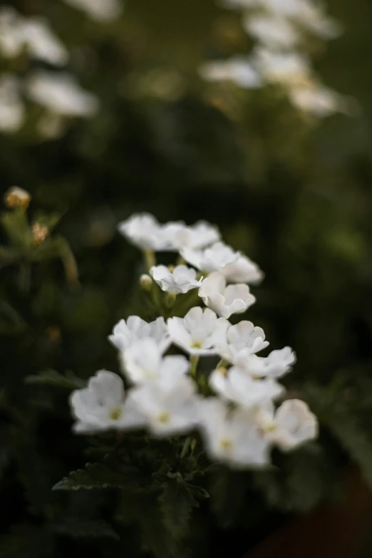 some white flowers are all growing in the garden