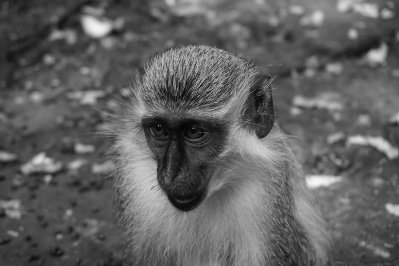 a long - haired monkey with an indifferent look on its face